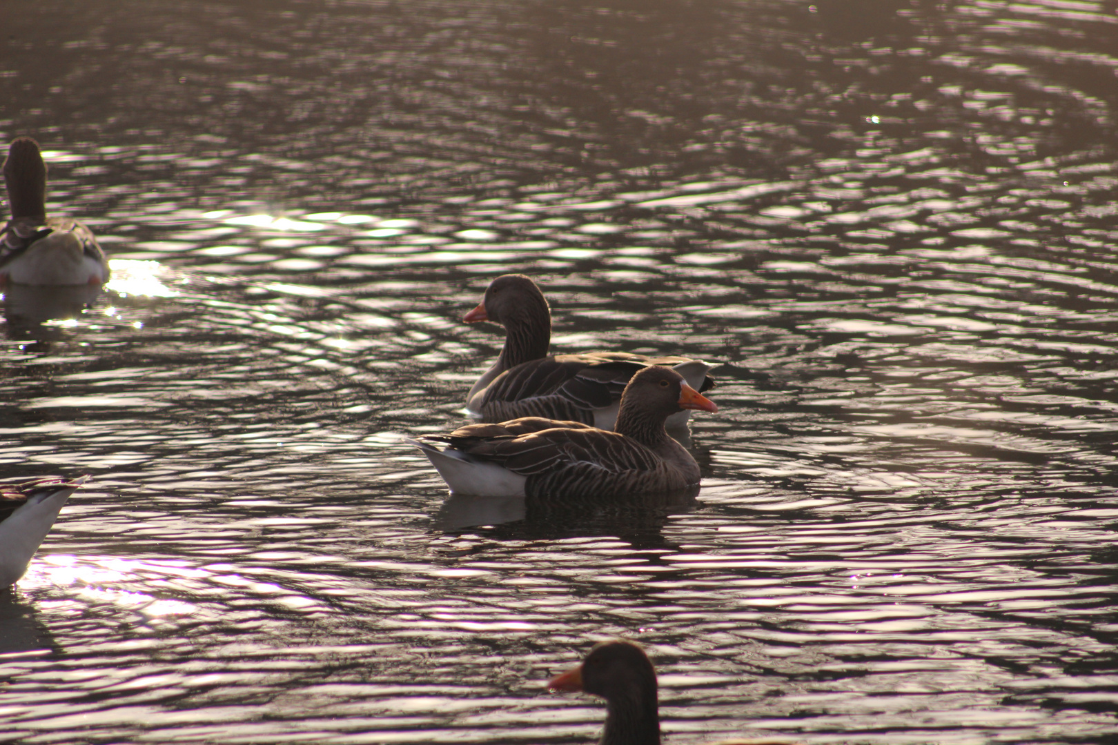 couple D'oie sur le lac au soleil couchent