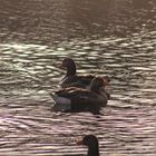 couple D'oie sur le lac au soleil couchent