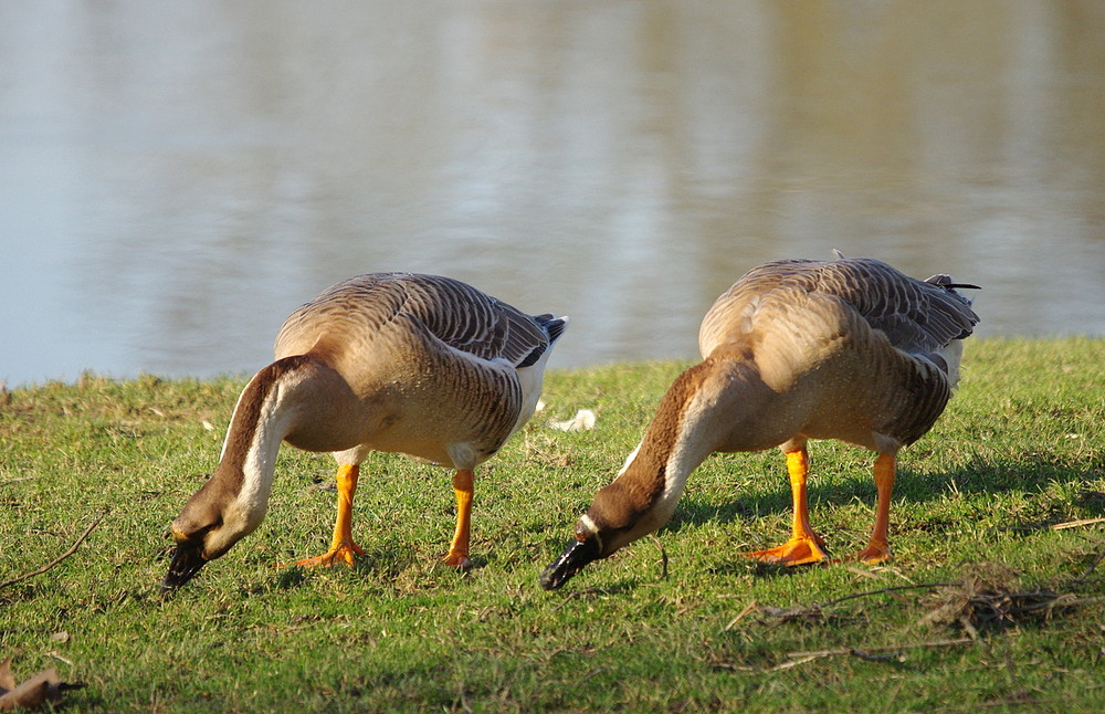 Couple d'oies cygnoïdes