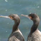 Couple d'oiseaux marins