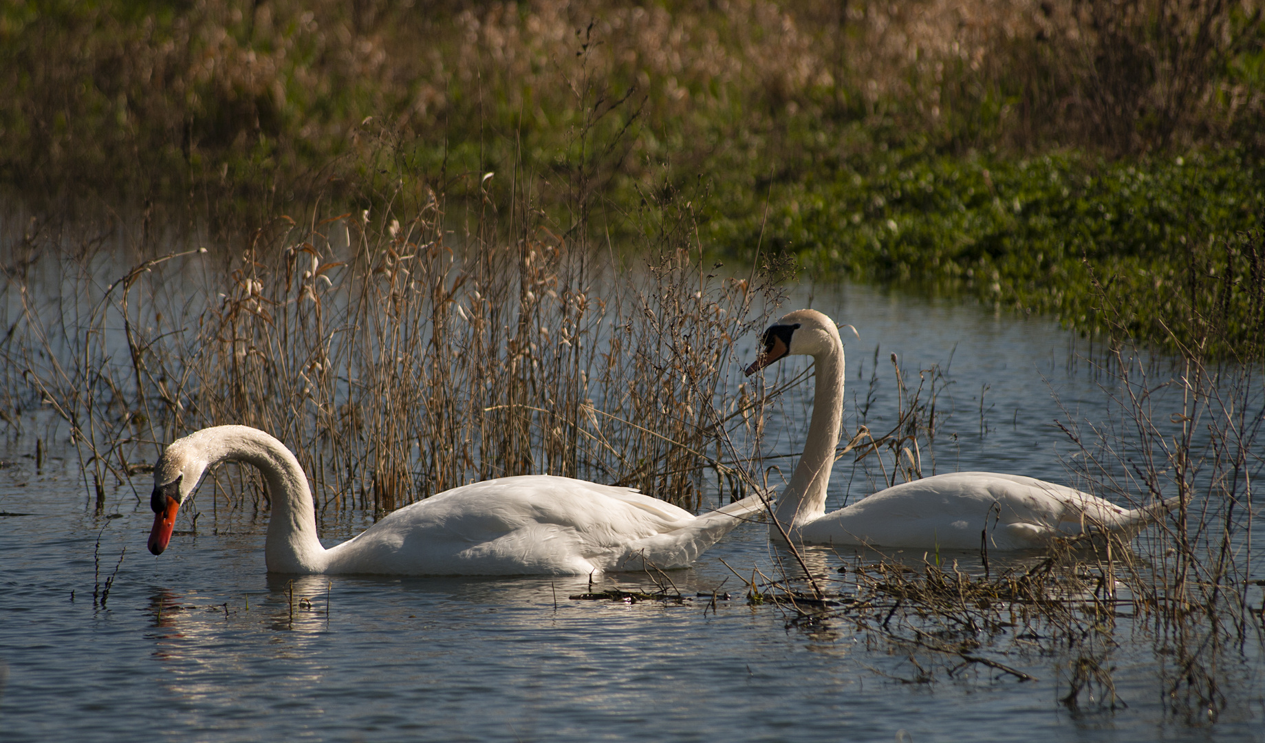 Couple sur la Loire (Cygnus olor, cygne tuberculé)