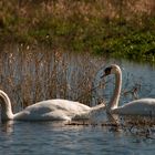 Couple sur la Loire (Cygnus olor, cygne tuberculé)