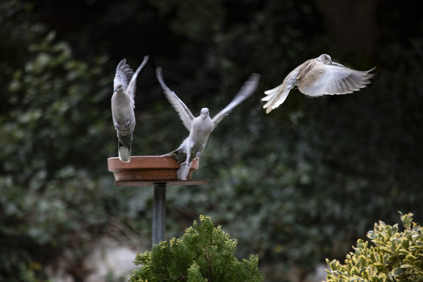 Coups d'ailes 