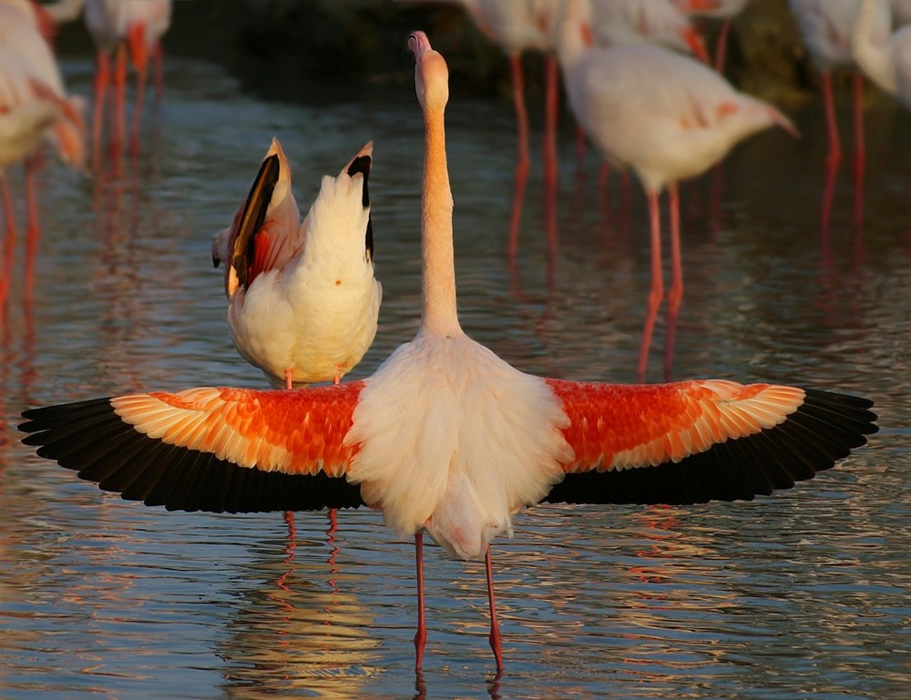 Cour de flamants