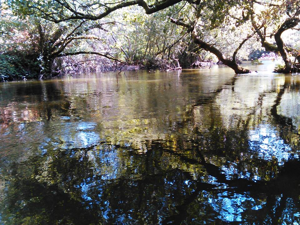 Courant d'Huchet au lac de Léon 40