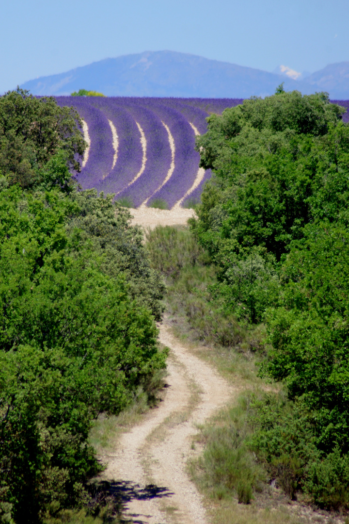 Courbes provençales ...