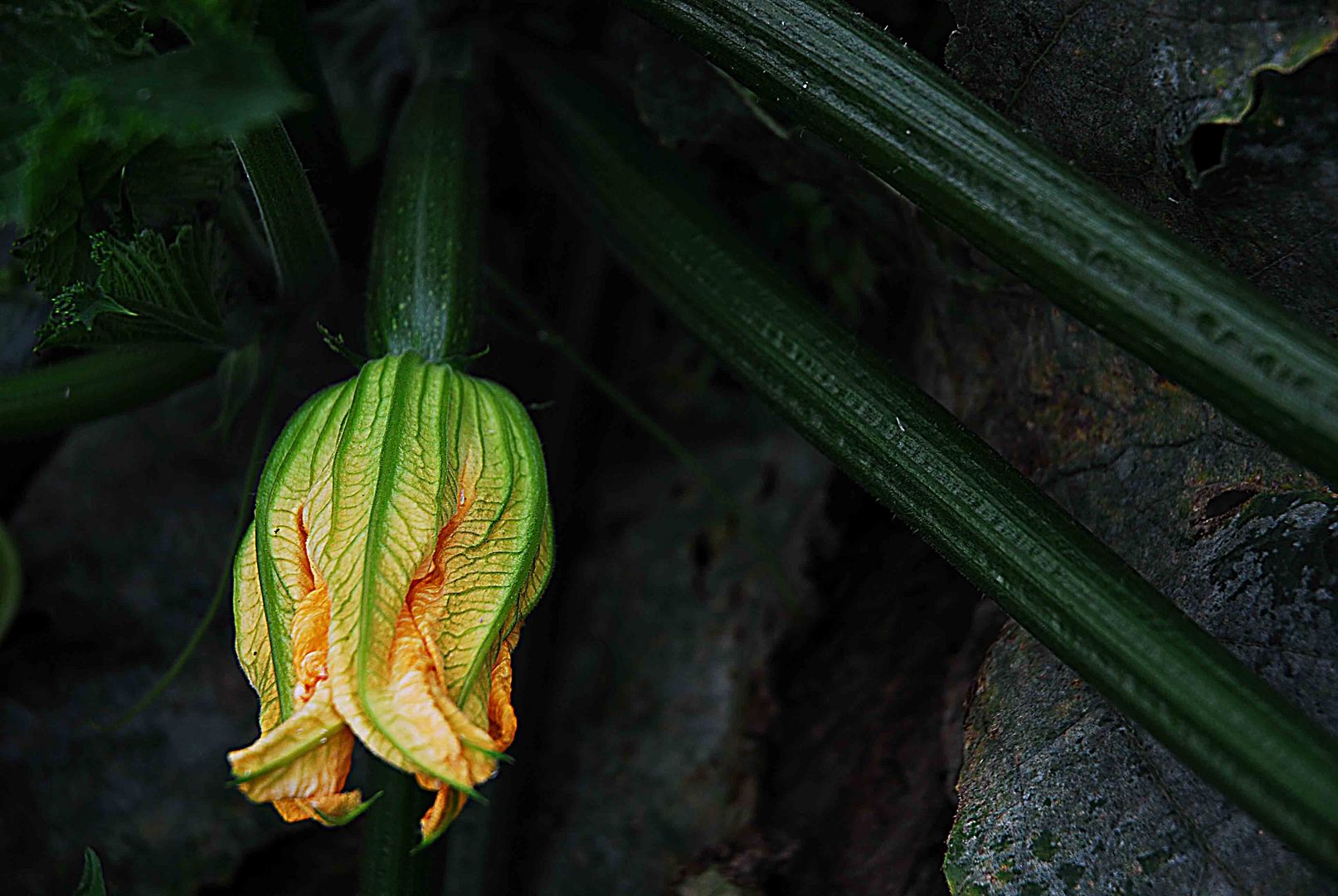 Courgette