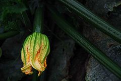 Courgette