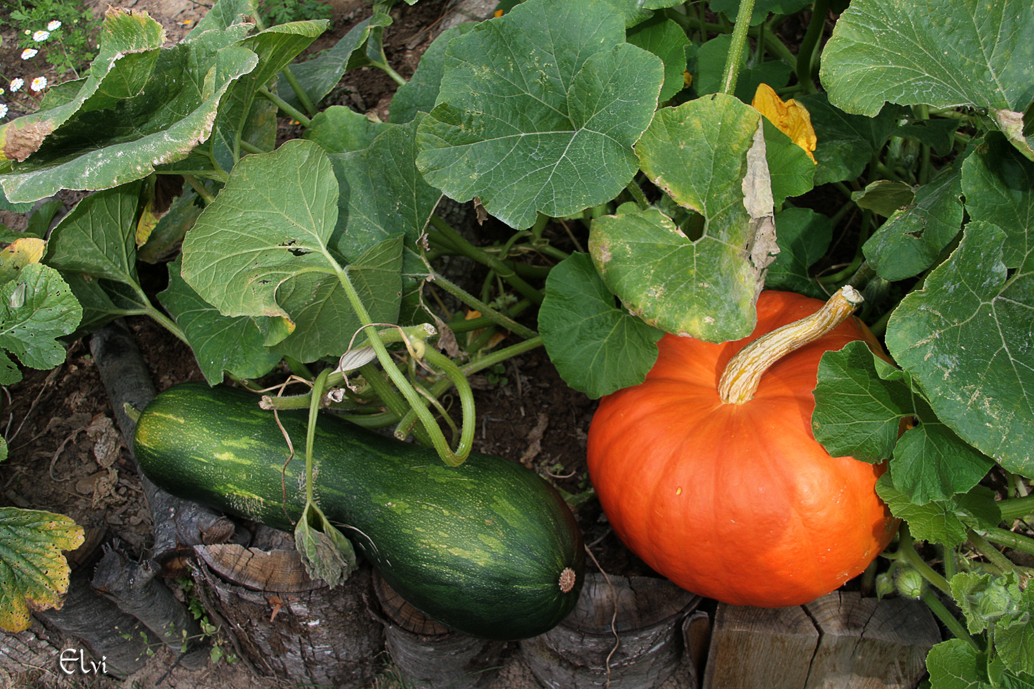 courgette et potiron