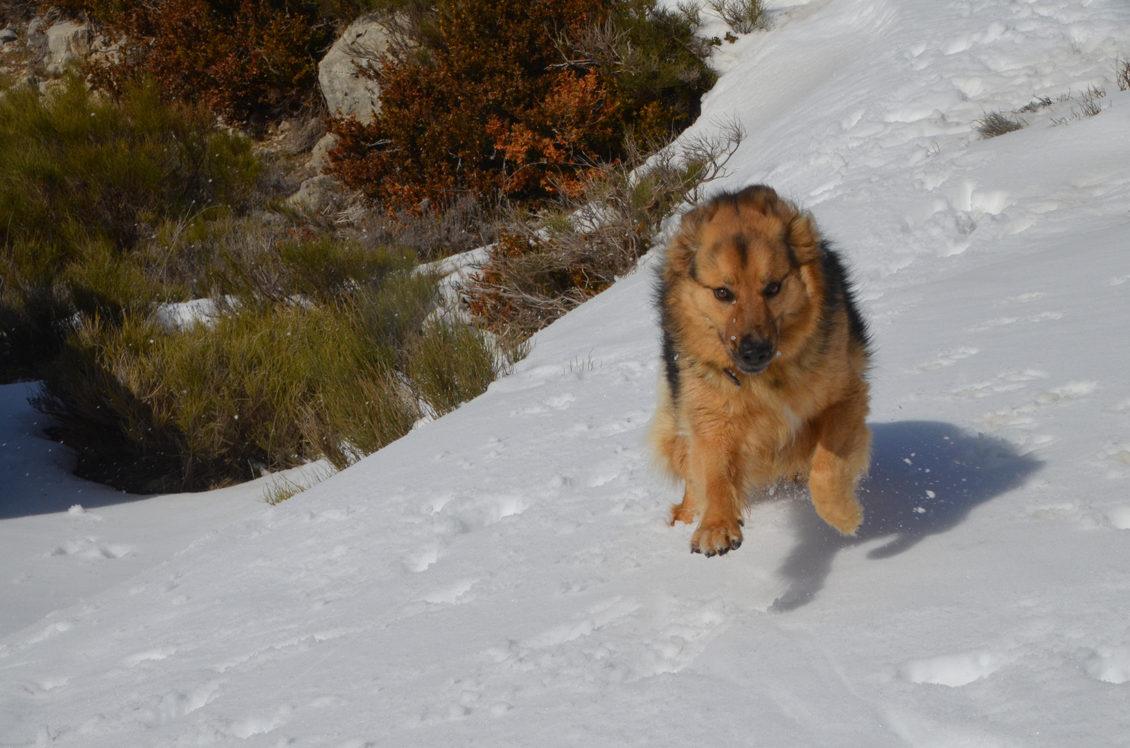 * courir dans la neige *