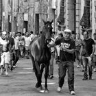 Courir le Palio : Un rêve de cheval ?