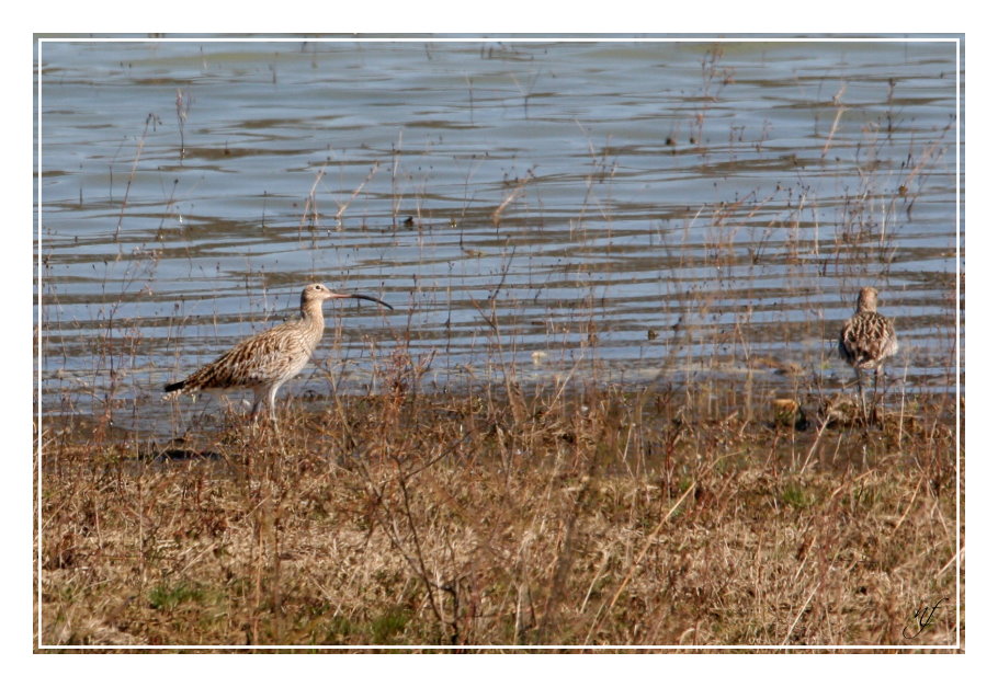 COURLIS CENDRE