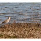 COURLIS CENDRE