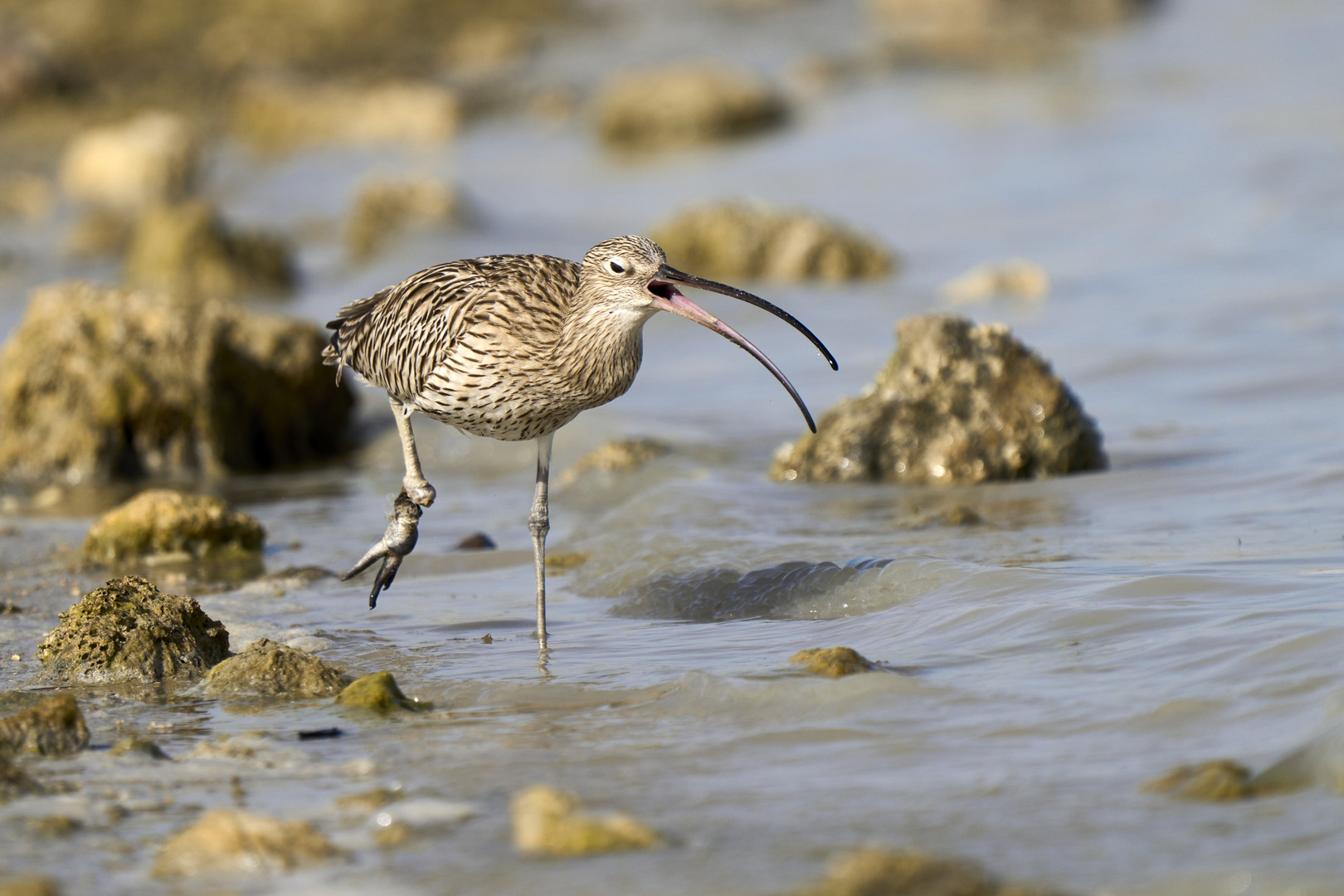 Courlis (Curlews)