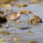 Courlis (Curlews)