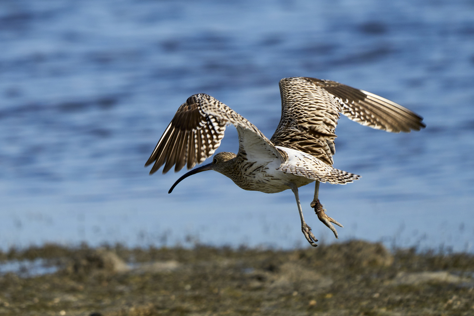 Courlis (Curlews)