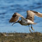 Courlis (Curlews)