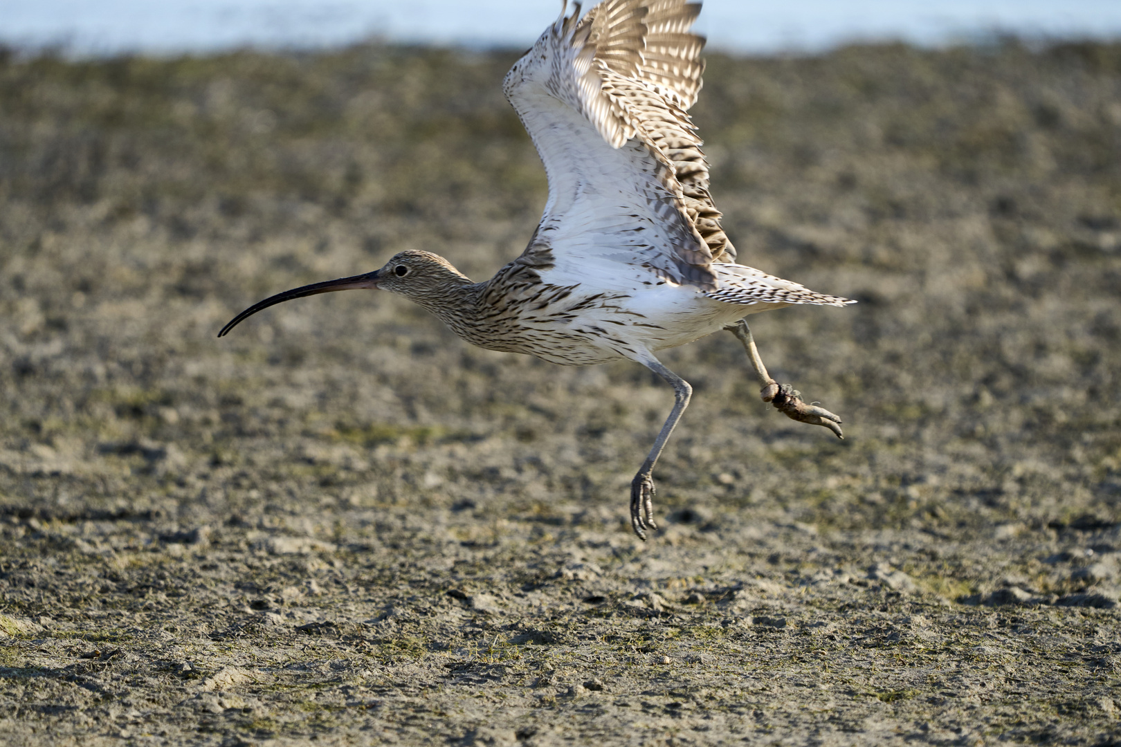 Courlis (Curlews)