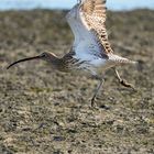 Courlis (Curlews)