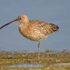 Courlis (Curlews)