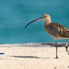 Courlis (Curlews)