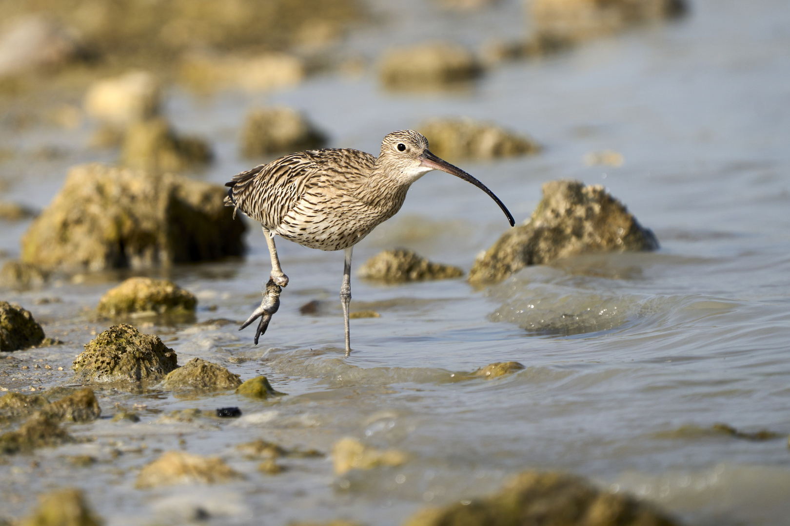 Courlis (Curlews)