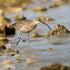 Courlis (Curlews)