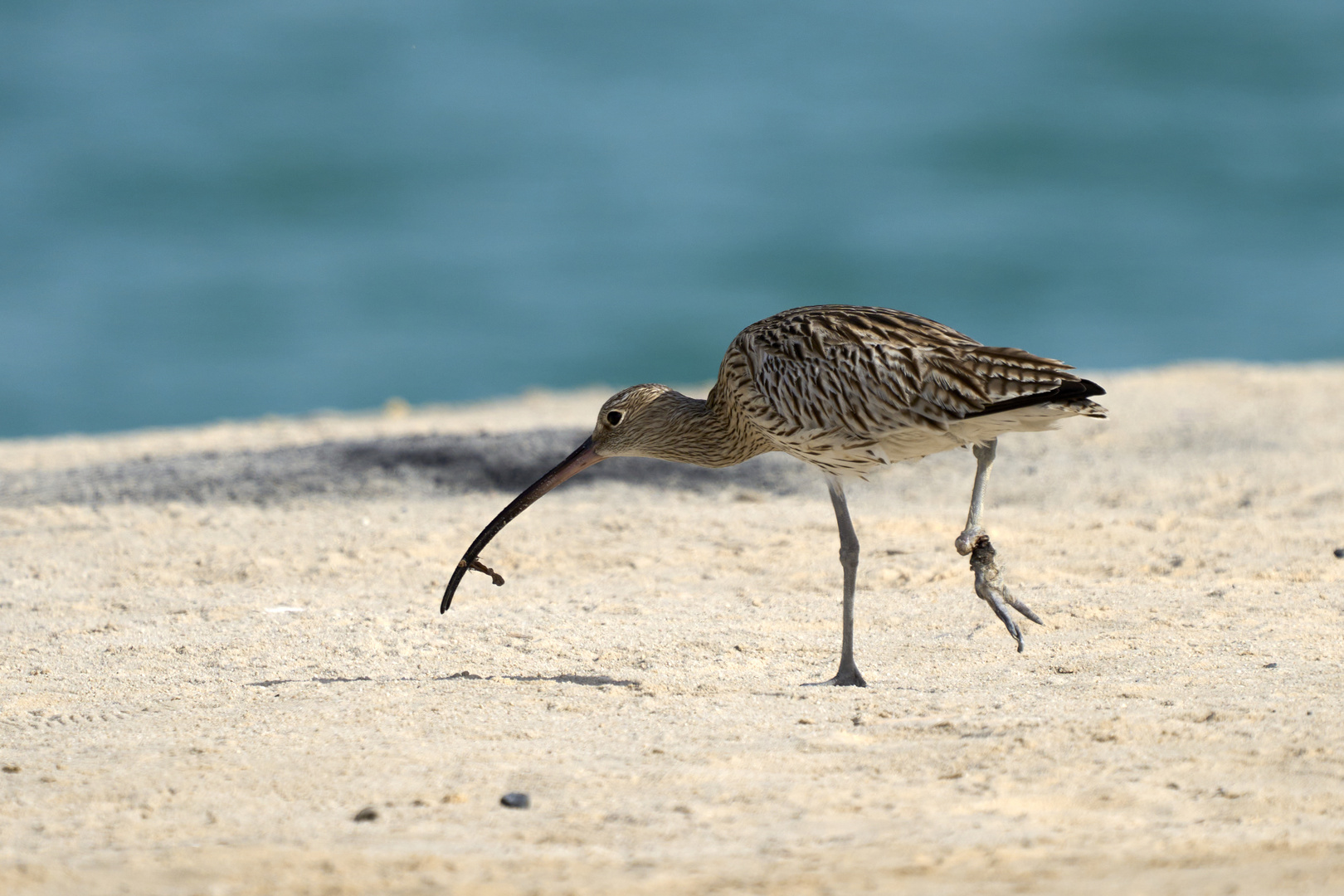 Courlis (Curlews)