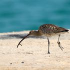 Courlis (Curlews)