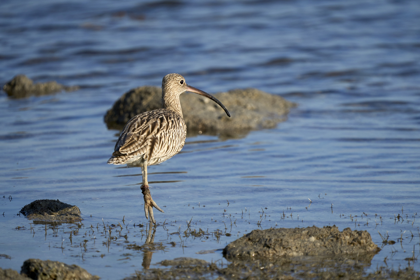 Courlis (Curlews)