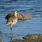 Courlis (Curlews)