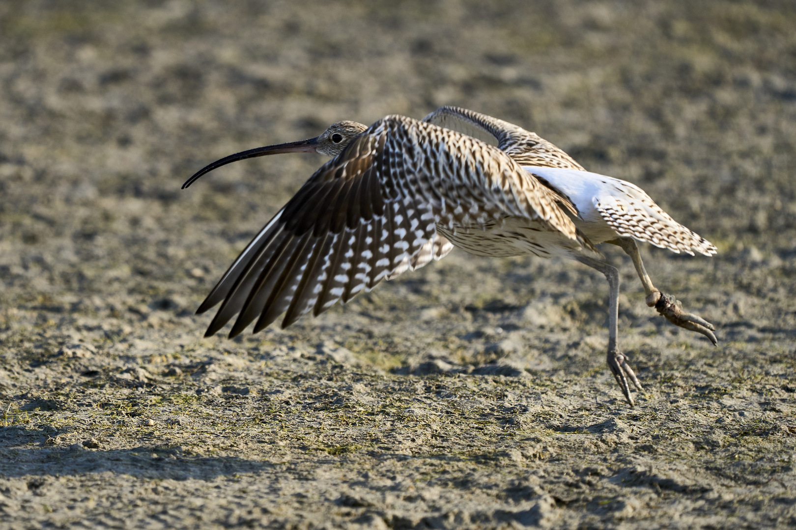 Courlis (Curlews)