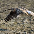 Courlis (Curlews)