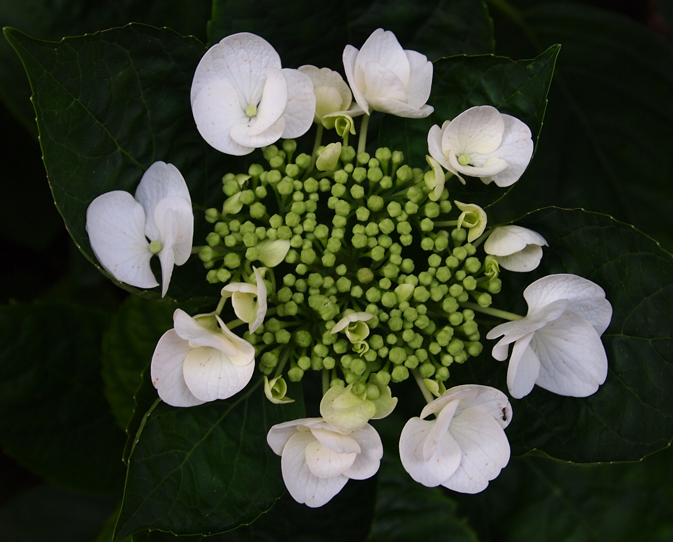 couronne d hortensia