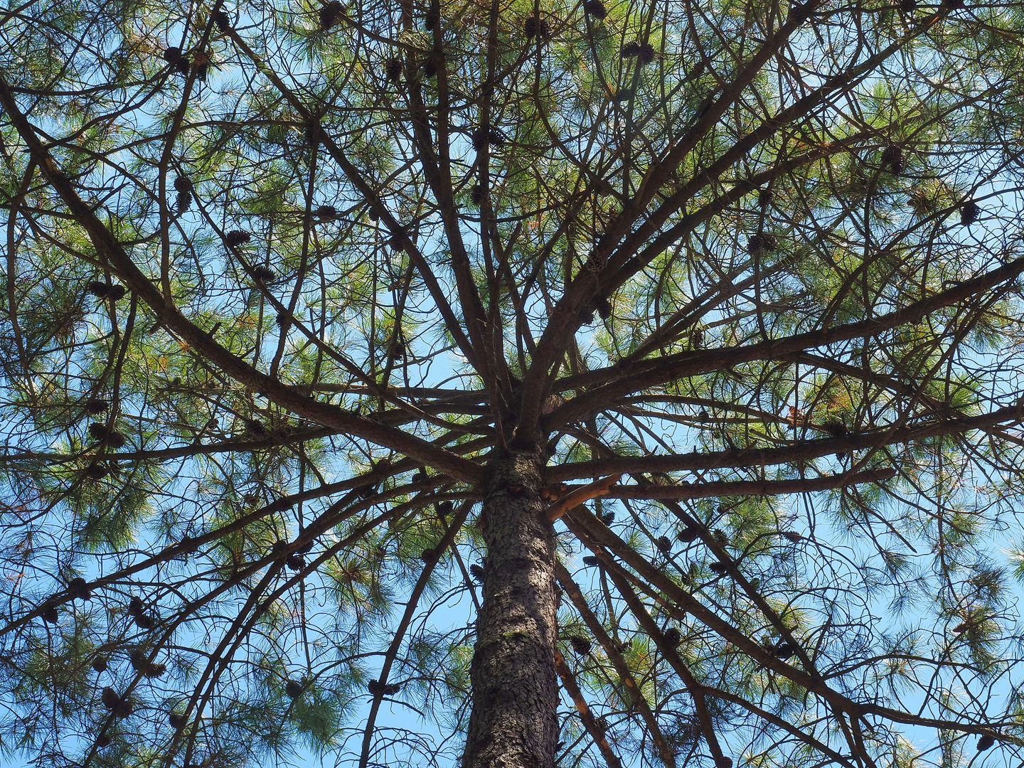 Couronne de pin