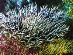 Couronne d’épines -- Acanthaster planci -- Dornenkronenseestern