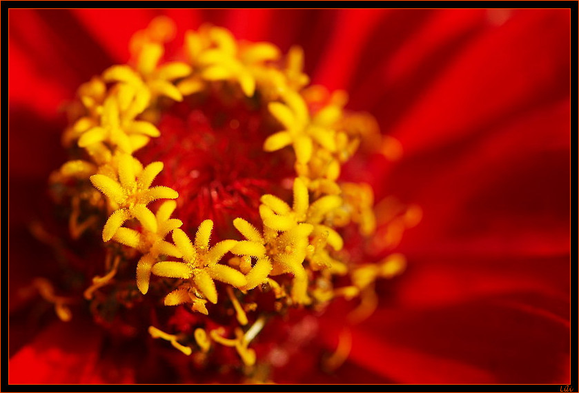 Couronne d'étoiles