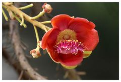 Couroupita guianensis