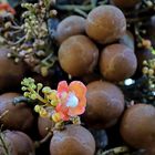 Couroupita guianensis