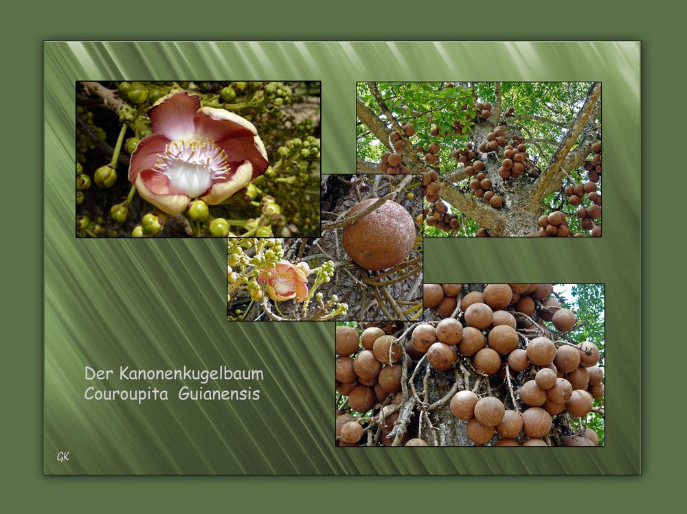 Couroupita guianensis