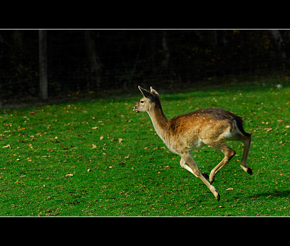 Cours Bambi,cours!