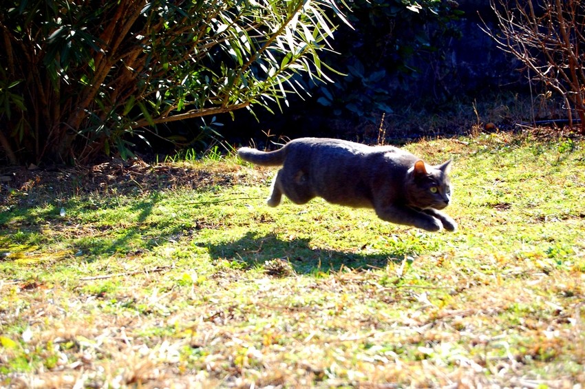 Cours, cours, saute, saute, vole, vole !