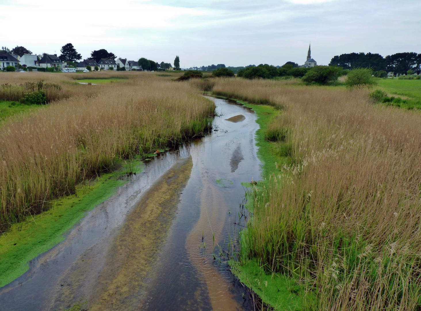 cours d'eau bordé de joncs