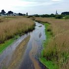 cours d'eau bordé de joncs