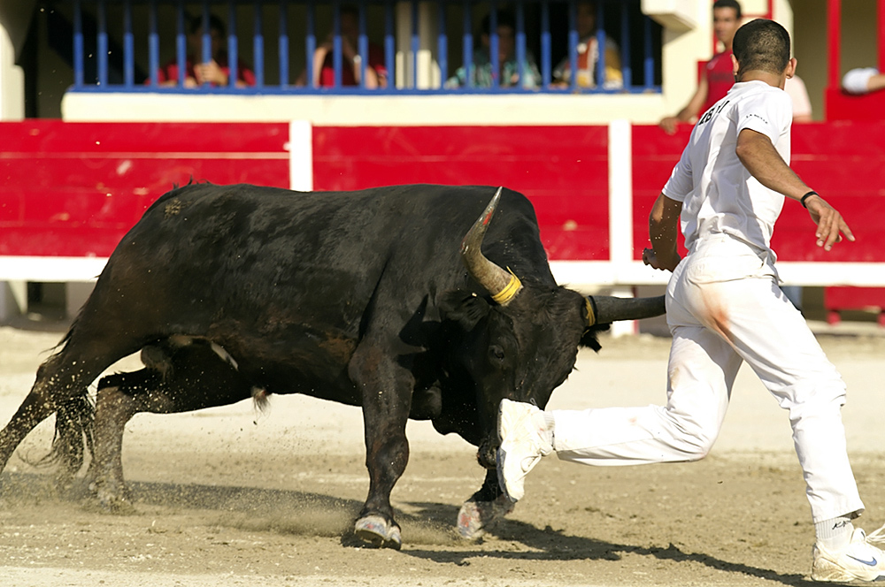 Course camarguaise