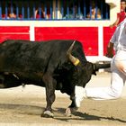 Course camarguaise