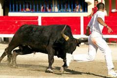 Course camarguaise