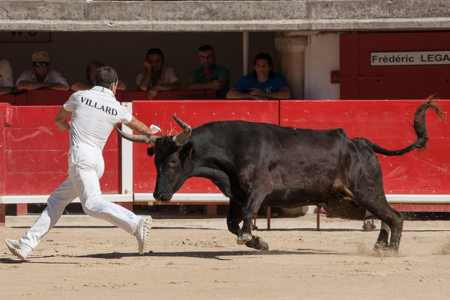 Course Camarguaise