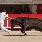 Course Camarguaise