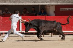 Course Camarguaise